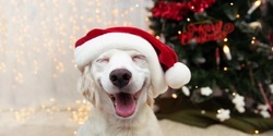 Banner image for Santa Paws Pet Grotto 2023