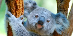 Banner image for Koalas and Connectivity, talk and walk.