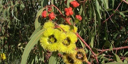 Banner image for National Eucalypt Day 2023 - Guided Tour at the Melton Botanic Garden