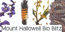 Banner image for Mount Hallowell Bio Blitz