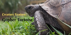 Banner image for Homeschool Creature Feature: Search for Gopher Tortoise