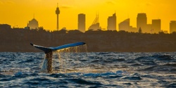 Banner image for Sunset Whale Watching