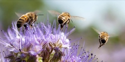 Banner image for A Cooperative Research Centre (CRC) for Pollination Security