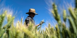 Banner image for Quairading National Grower Network Forum - A GRDC Event