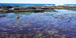 Banner image for North Narrabeen Rock Platform Exploration