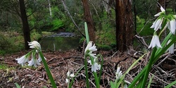 Banner image for Forest Therapy Walk at Darebin Parklands 22nd August 2021, 2pm