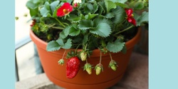 Banner image for Gardening in Summer – wicking pots and sun stress protection
