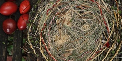 Banner image for Plant Walk, Making String and Weaving Nests