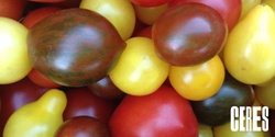 Banner image for Growing Great Tomatoes (Online)