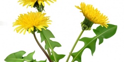 Banner image for Edible Weed Walk - Geelong