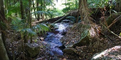 Banner image for Witches Falls Rainforest Walk