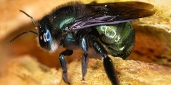Banner image for After the Fires: Conserving Australia’s Green Carpenter Bee on Kangaroo Island