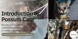 Banner image for Introduction to Possum Care