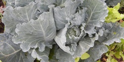 Banner image for Indoor Seedstarting, Early Season Plantings, & Perennial Vegetables