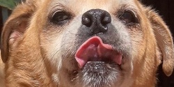 Banner image for Puggle Parade 2024