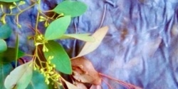 Banner image for Natural Dyeing