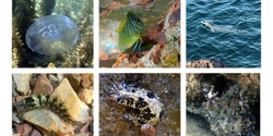 Banner image for Marvelous Marine Life in Whyalla Marina