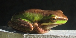 Banner image for Bush School online - Frogs and Tadpoles