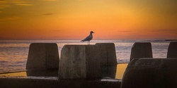 Banner image for Phone Photography - Sunset Coogee Beach - Playing with time
