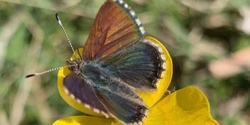 Banner image for Eco Health Session // Purple Copper Butterfly 