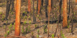 Banner image for Wonder Walk - Geebung, Monga 