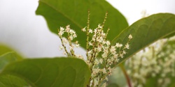Banner image for What We Should Know about Knotweed 101 - Hybrid - In person or virtual option