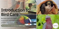 Banner image for Introduction to Bird Care