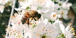 Banner image for Creating Habitat for Pollinators Workshop