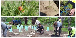 Banner image for Community Planting day on the Gawler River- Sat July 6th