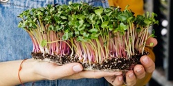 Banner image for Introduction to Growing Microgreens