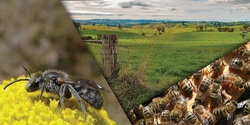 Banner image for Powerful Pollinators #1