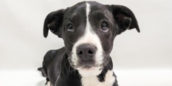 Banner image for Adoption Event 4/30/24