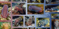 Banner image for Cuttlefish and their cousins