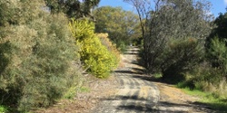 Banner image for Bird Lover walk at Naracoorte Parklands