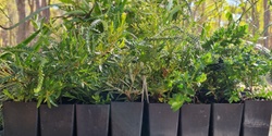 Banner image for Living Green - Plants for Schools 2024 