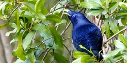 Banner image for Summer Bird Watching Walk