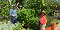 Banner image for Perth Urban Orchard Tour