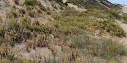 Banner image for Working Bee - Sea Spurge removal