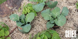 Banner image for Plants And Permaculture
