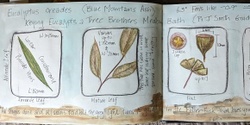 Banner image for Take a Closer Look at Trees - Nature Journaling Morning Workshop 10am-1pm