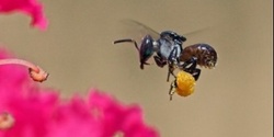 Banner image for What's the buzz about Bees?