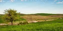 Banner image for The Ancient Cradle: Wines from Armenia, Georgia, Greece & Turkey [SA]