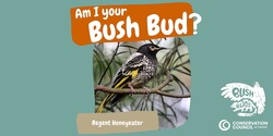 Banner image for Bush Buds: Regent Honeyeater