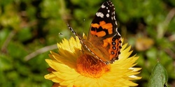 Banner image for Bees, Butterflies and Bugs!
