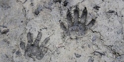 Banner image for Wildlife Tracks and Sign (Waitlist Only)