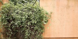 Banner image for Introduction to Green Walls (2 days)