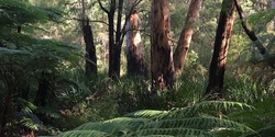 Banner image for Glamping Eco and Forest Therapy Retreat