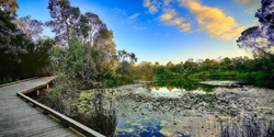 Banner image for ACF Brisbane South & Logan Berrinba Wetlands Bush Ramble