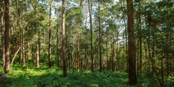 Banner image for Waulinbakh (Gorton Forest) Sanctuary Visit: Wed 29 May