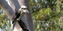 Banner image for Aussie Bird Count